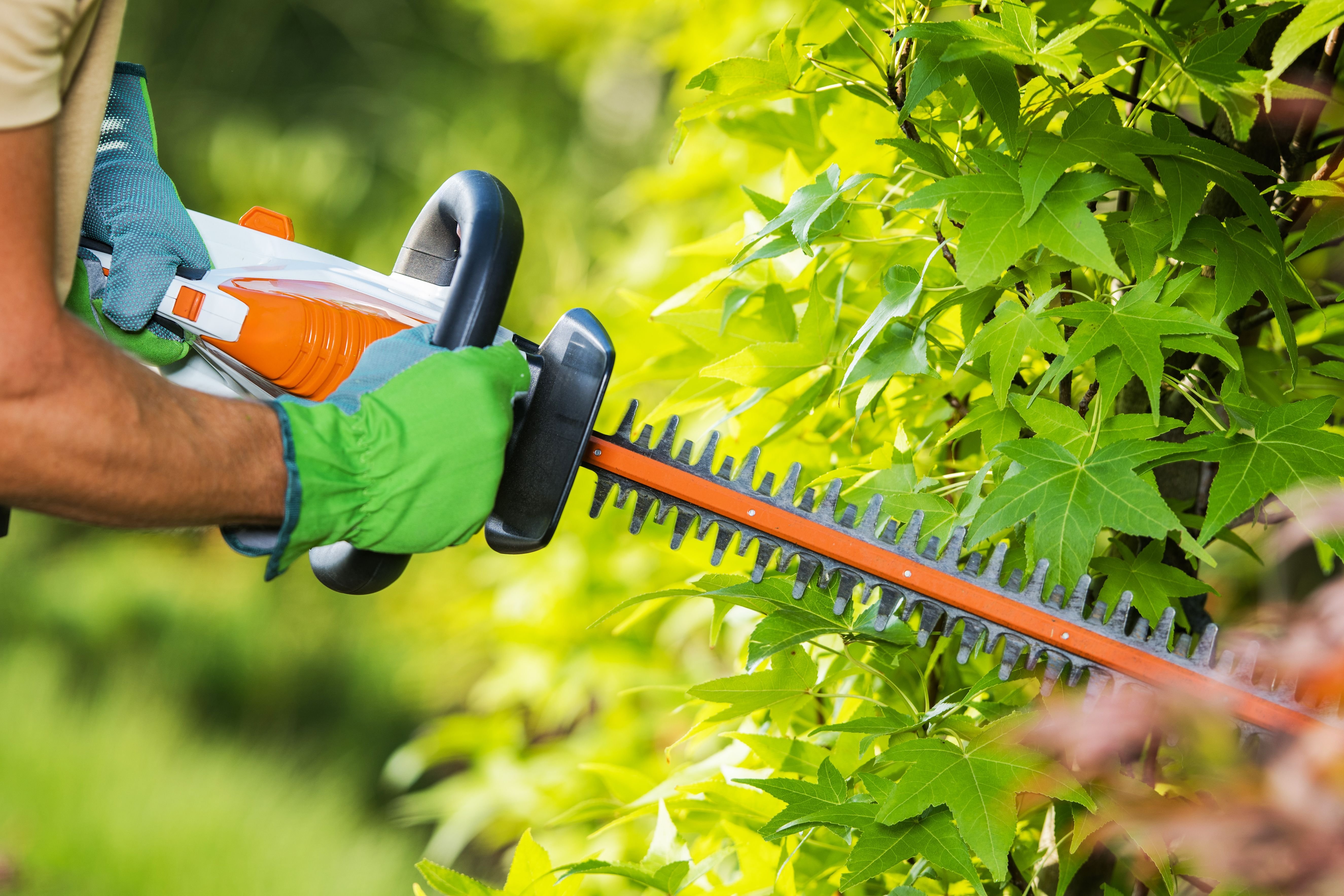 Trimming-back-bush
