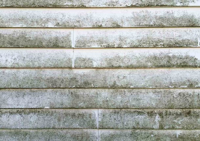 Mold-and-mildew-on-white-siding