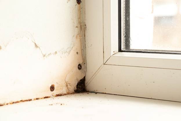Mold-on-window-sill