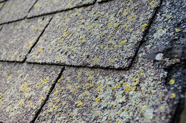 Moss-on-shingles
