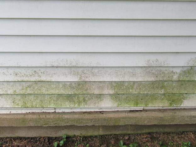 Mold-on-siding