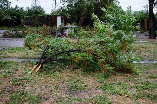 Fallen-tree
