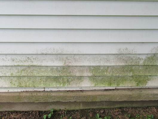 Mold-and-algae-on-siding