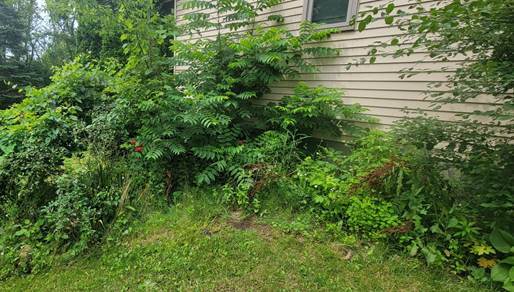 Plants-growing-too-close-on-siding