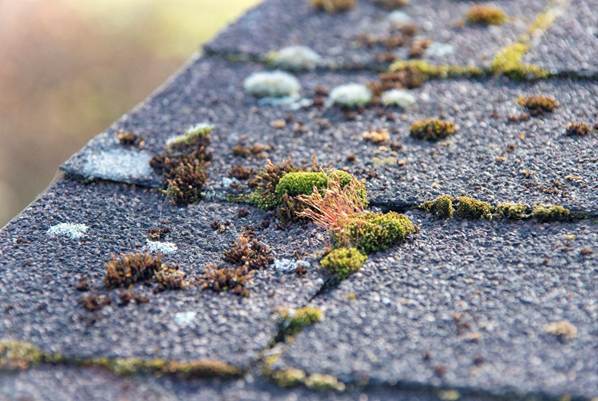 algae-and-moss-on-roof-shingles