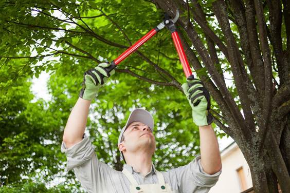 Trimming-branches