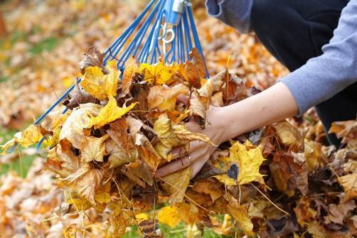 Raking-leaves-on-lawn