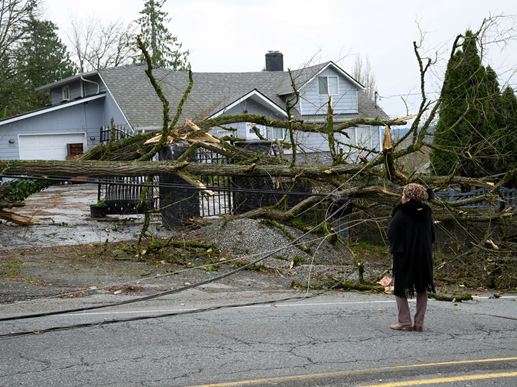 Fallen-tree-from-seattle-windstorm
