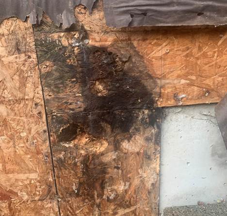 Sheathing-rot-behind-siding-panels