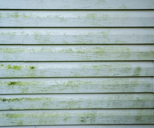 Painting vs. Replacing Siding: What’s Really the Smarter Move for your Home