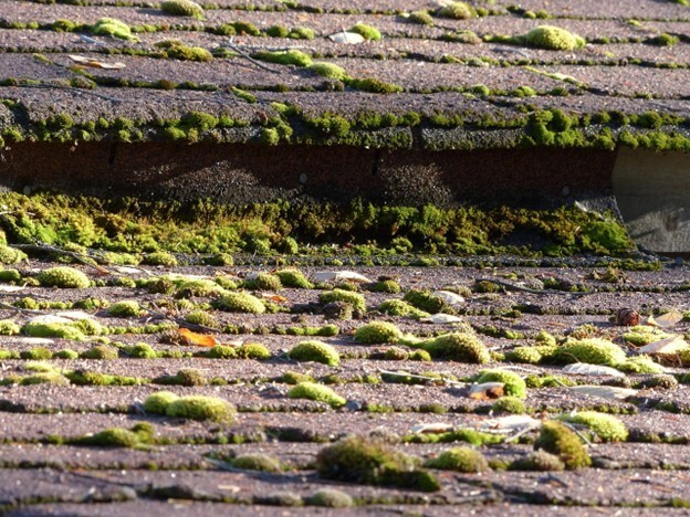 A very mossy roof.