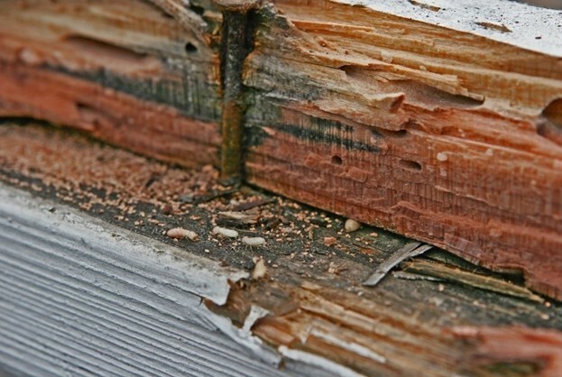 Close-up photo of a rusty wooden nail with old cedar planks behind it.